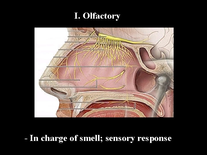 I. Olfactory - In charge of smell; sensory response 
