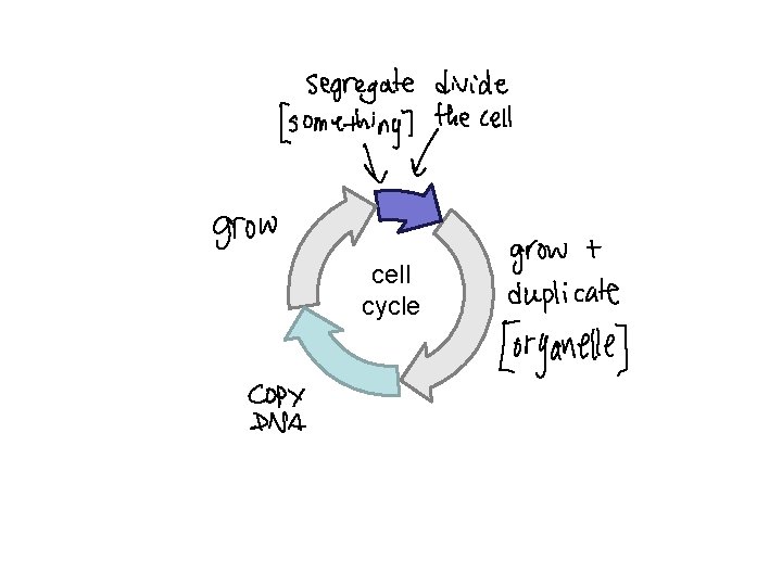 cell cycle 