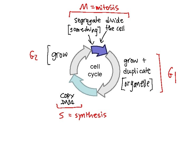 cell cycle 
