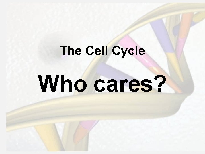 The Cell Cycle Who cares? 