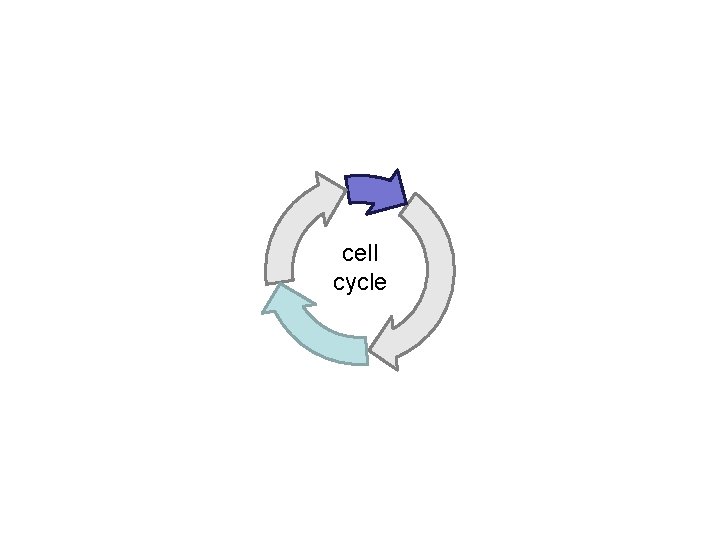 cell cycle 
