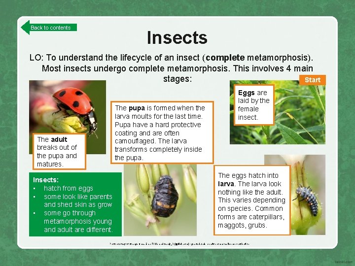 Back to contents Insects LO: To understand the lifecycle of an insect (complete metamorphosis).