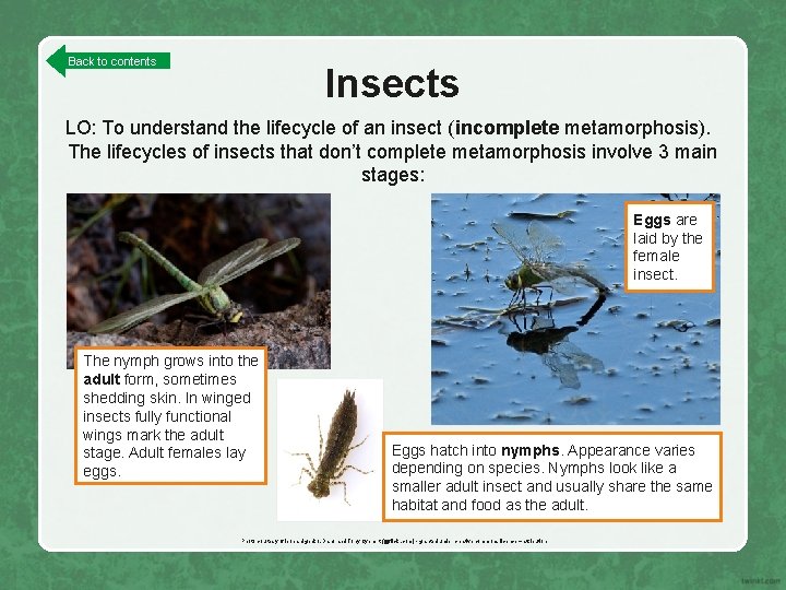Back to contents Insects LO: To understand the lifecycle of an insect (incomplete metamorphosis).