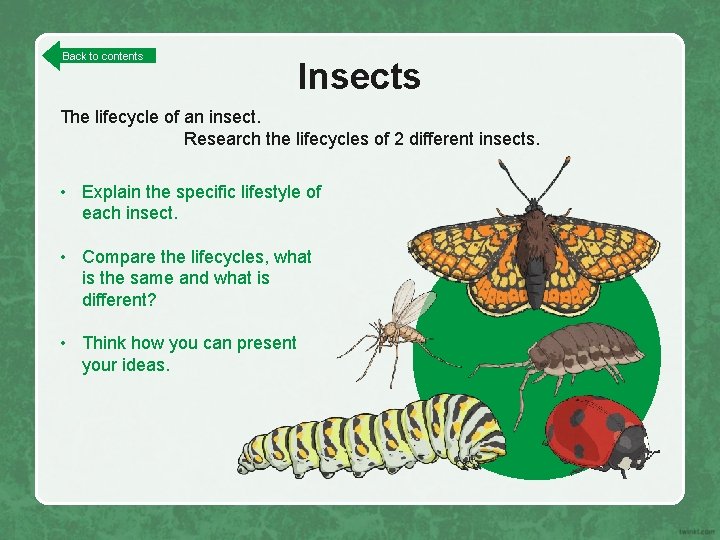 Back to contents Insects The lifecycle of an insect. Research the lifecycles of 2