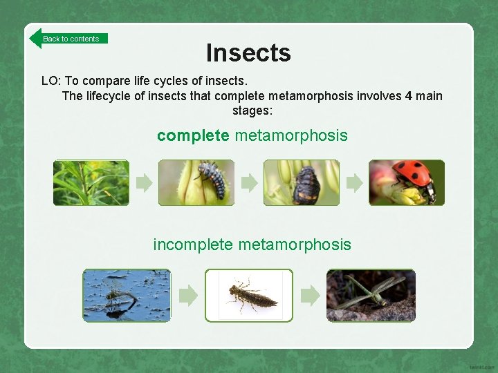 Back to contents Insects LO: To compare life cycles of insects. The lifecycle of