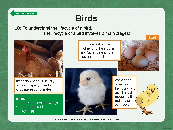 Back to contents Birds LO: To understand the lifecycle of a bird. The lifecycle