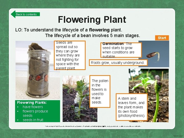 Back to contents Flowering Plant LO: To understand the lifecycle of a flowering plant.