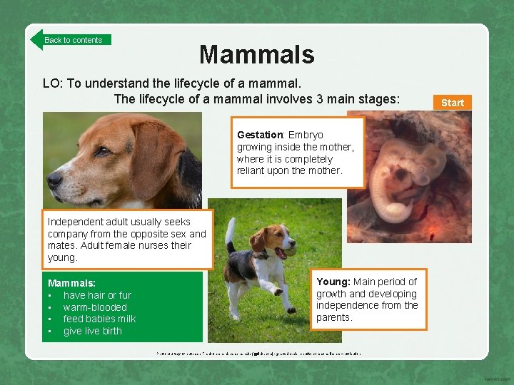 Back to contents Mammals LO: To understand the lifecycle of a mammal. The lifecycle