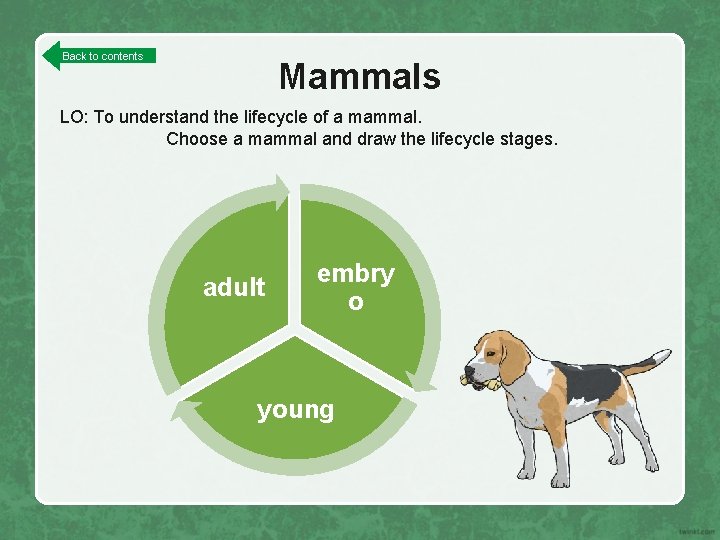 Back to contents Mammals LO: To understand the lifecycle of a mammal. Choose a