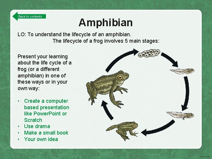 Back to contents Amphibian LO: To understand the lifecycle of an amphibian. The lifecycle