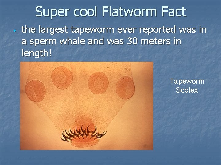 Super cool Flatworm Fact • the largest tapeworm ever reported was in a sperm