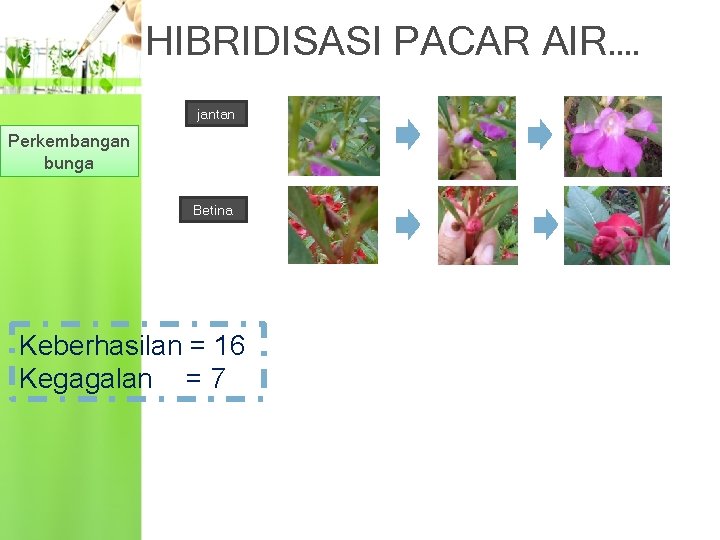 HIBRIDISASI PACAR AIR…. jantan Perkembangan bunga Betina Keberhasilan = 16 Kegagalan = 7 