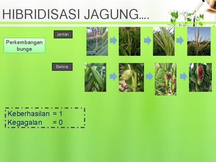 HIBRIDISASI JAGUNG…. jantan Perkembangan bunga Betina Keberhasilan = 1 Kegagalan = 0 