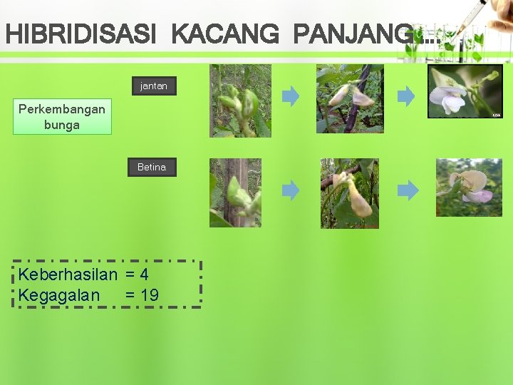 HIBRIDISASI KACANG PANJANG …. jantan Perkembangan bunga Betina Keberhasilan = 4 Kegagalan = 19