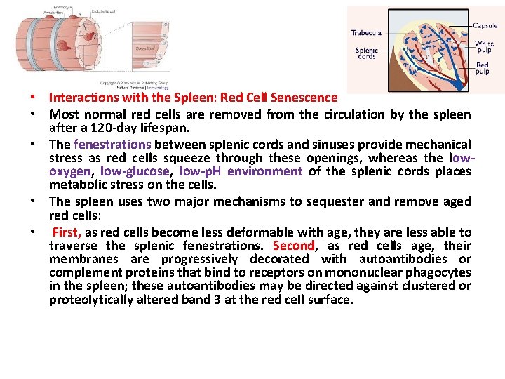  • Interactions with the Spleen: Red Cell Senescence • Most normal red cells