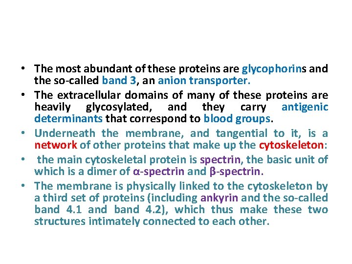  • The most abundant of these proteins are glycophorins and the so-called band