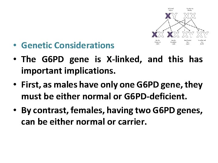  • Genetic Considerations • The G 6 PD gene is X-linked, and this