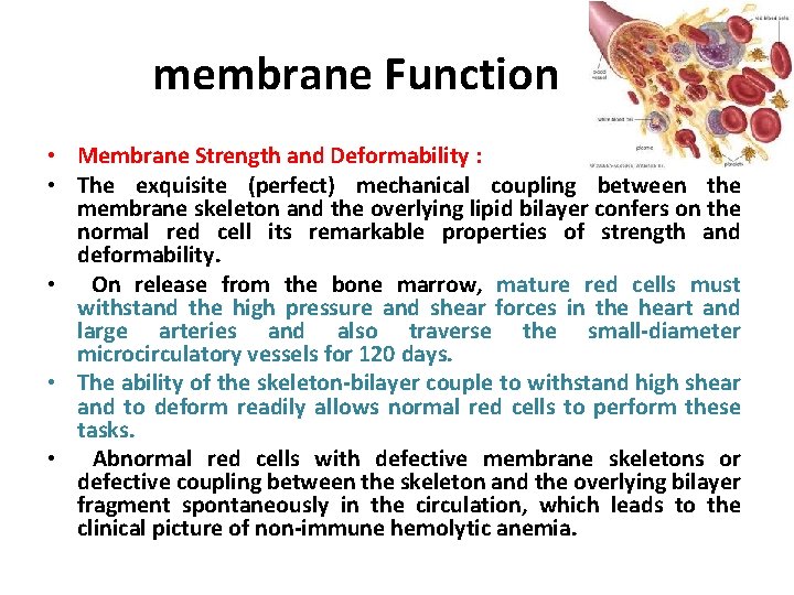 membrane Function • Membrane Strength and Deformability : • The exquisite (perfect) mechanical coupling