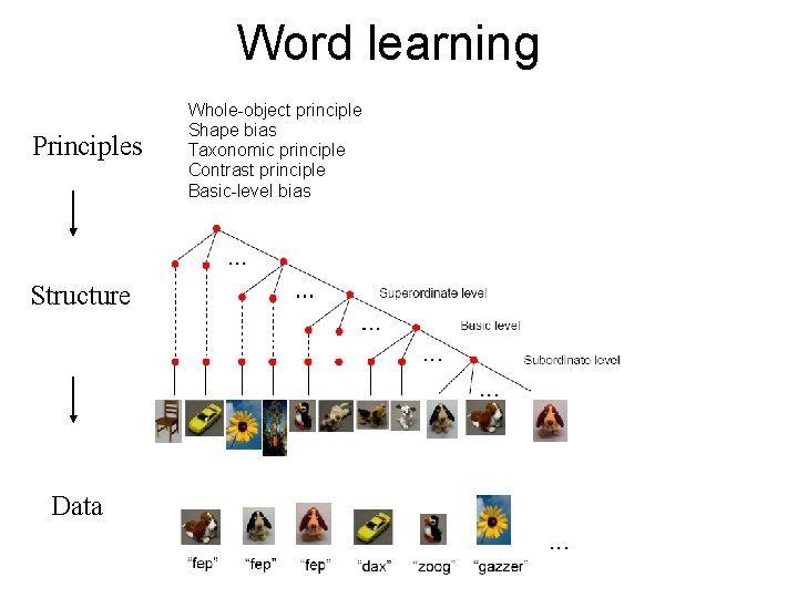 Word learning Principles Structure Data Whole-object principle Shape bias Taxonomic principle Contrast principle Basic-level