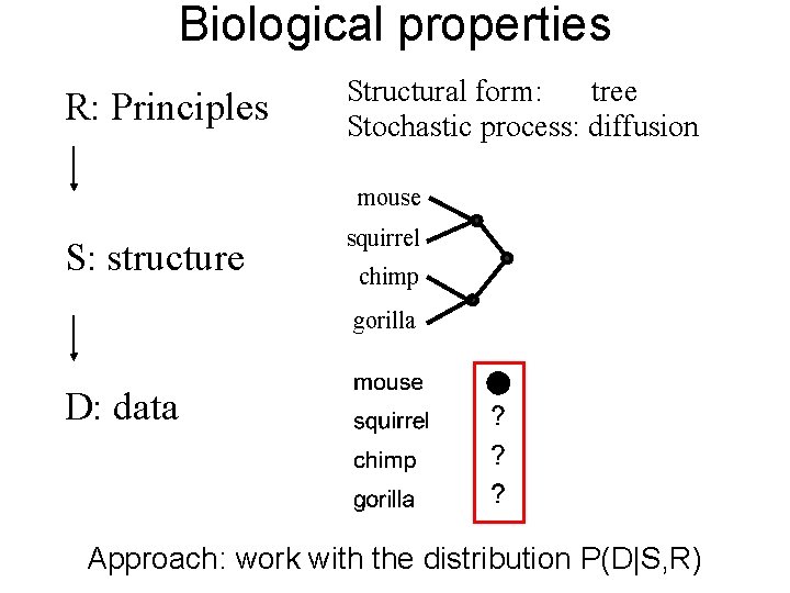 Biological properties R: Principles Structural form: tree Stochastic process: diffusion mouse S: structure squirrel