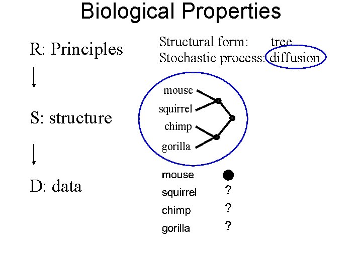 Biological Properties R: Principles Structural form: tree Stochastic process: diffusion mouse S: structure squirrel