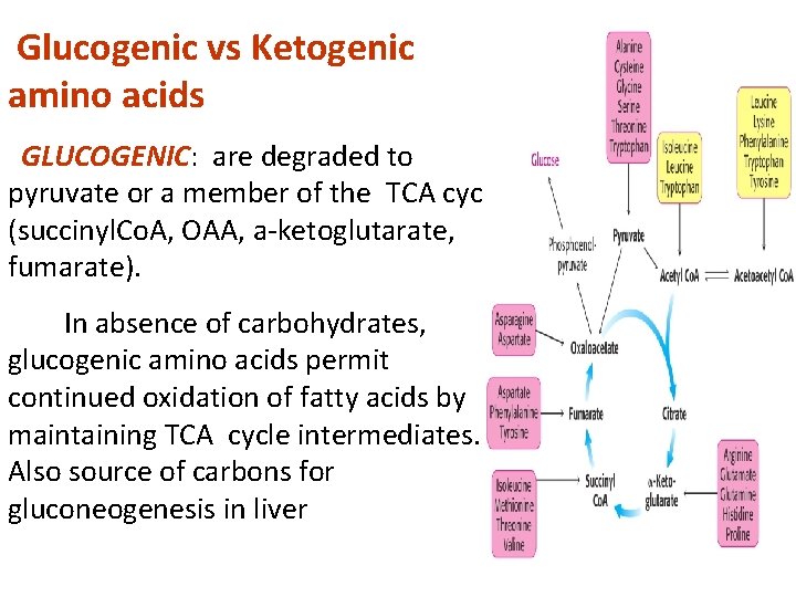 Glucogenic vs Ketogenic amino acids GLUCOGENIC: are degraded to pyruvate or a member of