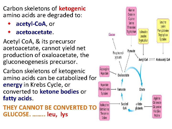 Carbon skeletons of ketogenic amino acids are degraded to: w acetyl-Co. A, or w