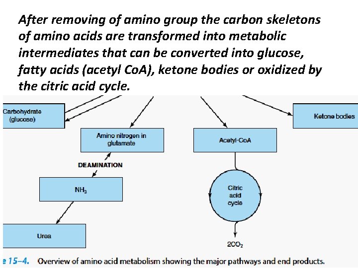 After removing of amino group the carbon skeletons of amino acids are transformed into