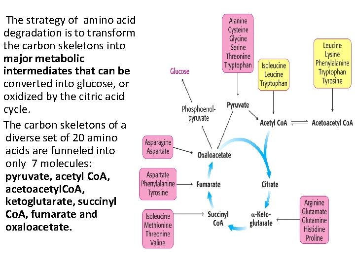 The strategy of amino acid degradation is to transform the carbon skeletons into major