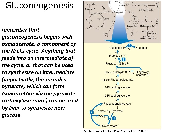 Gluconeogenesis remember that gluconeogenesis begins with oxaloacetate, a component of the Krebs cycle. Anything