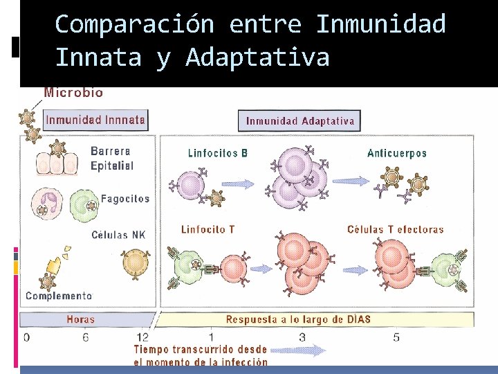 Comparación entre Inmunidad Innata y Adaptativa 