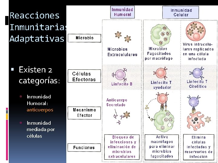 Reacciones Inmunitarias Adaptativas Existen 2 categorías: Inmunidad Humoral: anticuerpos Inmunidad mediada por células 