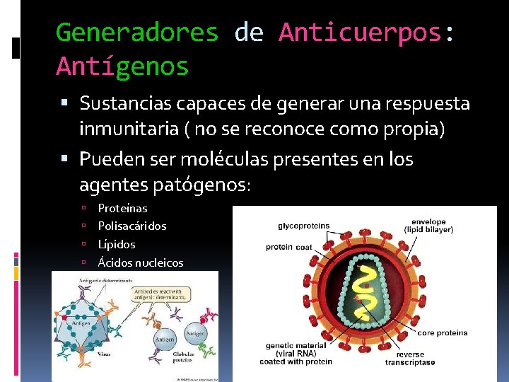 Generadores de Anticuerpos: Antígenos Sustancias capaces de generar una respuesta inmunitaria ( no se