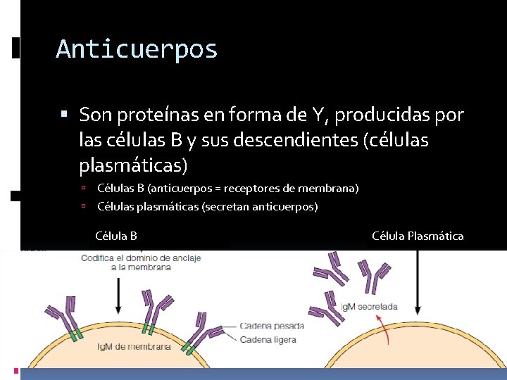 Anticuerpos Son proteínas en forma de Y, producidas por las células B y sus