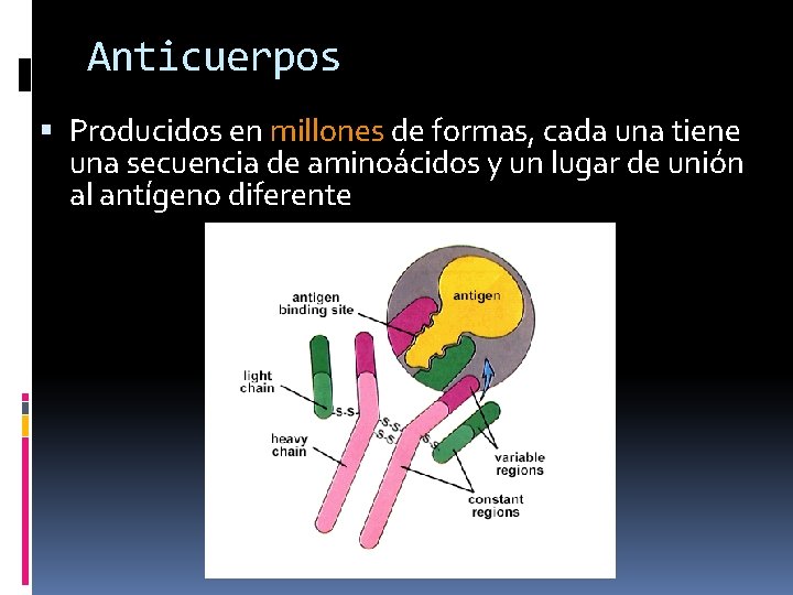 Anticuerpos Producidos en millones de formas, cada una tiene una secuencia de aminoácidos y