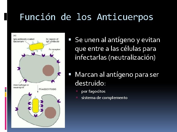 Función de los Anticuerpos Se unen al antígeno y evitan que entre a las