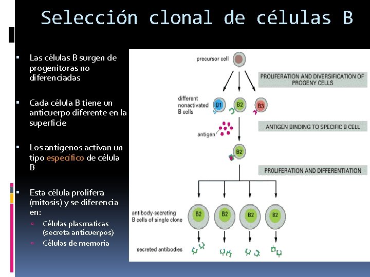 Selección clonal de células B Las células B surgen de progenitoras no diferenciadas Cada