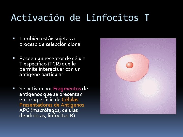 Activación de Linfocitos T También están sujetas a proceso de selección clonal Poseen un