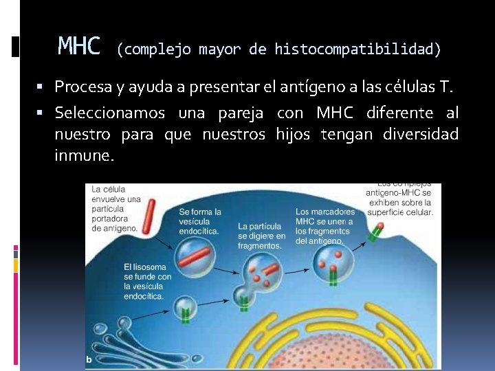 MHC (complejo mayor de histocompatibilidad) Procesa y ayuda a presentar el antígeno a las