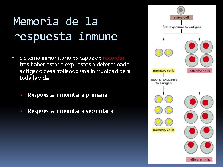 Memoria de la respuesta inmune Sistema inmunitario es capaz de recordar, tras haber estado