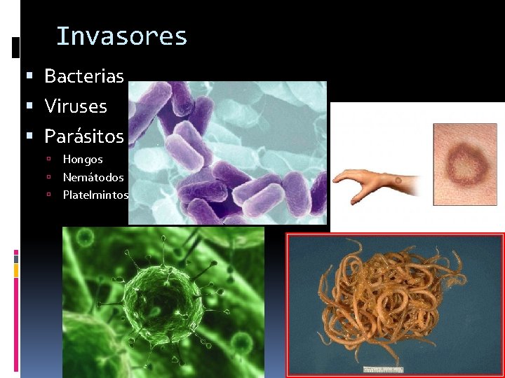 Invasores Bacterias Viruses Parásitos Hongos Nemátodos Platelmintos 