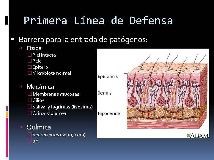 Primera Línea de Defensa Barrera para la entrada de patógenos: Física �Piel intacta �Pelo