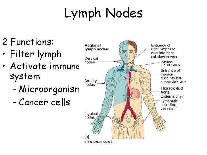 Lymph Nodes 2 Functions: • Filter lymph • Activate immune system – Microorganisms –