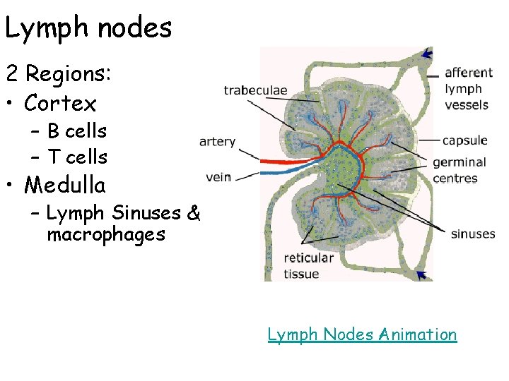 Lymph nodes 2 Regions: • Cortex – B cells – T cells • Medulla