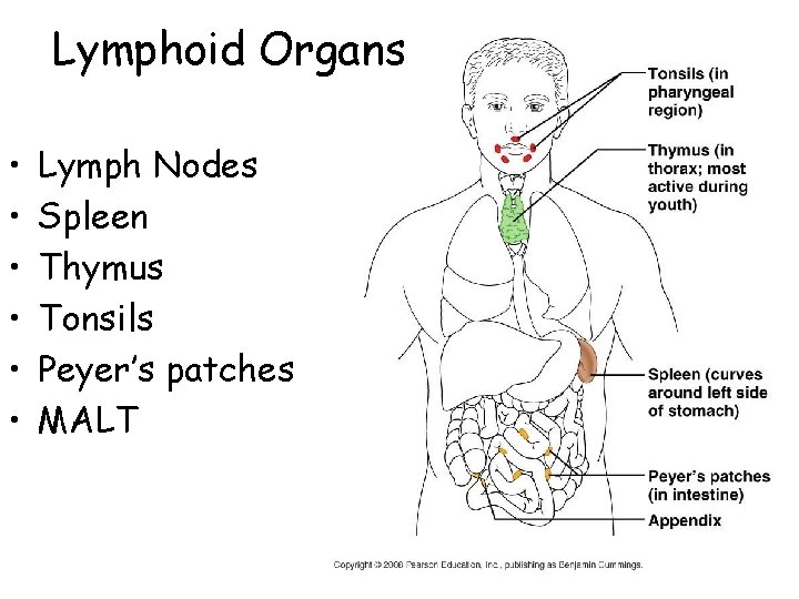 Lymphoid Organs • • • Lymph Nodes Spleen Thymus Tonsils Peyer’s patches MALT 