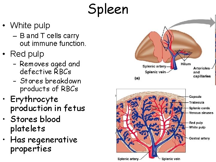 Spleen • White pulp – B and T cells carry out immune function. •