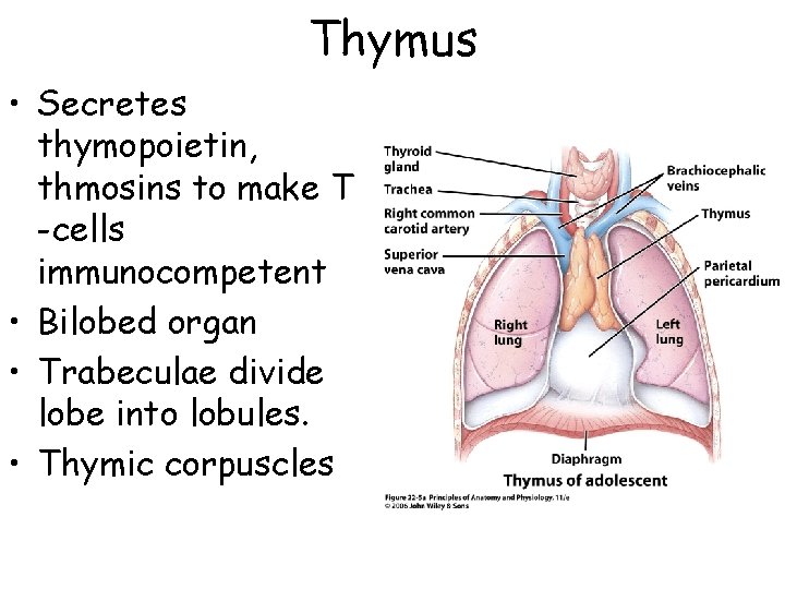 Thymus • Secretes thymopoietin, thmosins to make T -cells immunocompetent • Bilobed organ •