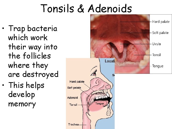 Tonsils & Adenoids • Trap bacteria which work their way into the follicles where