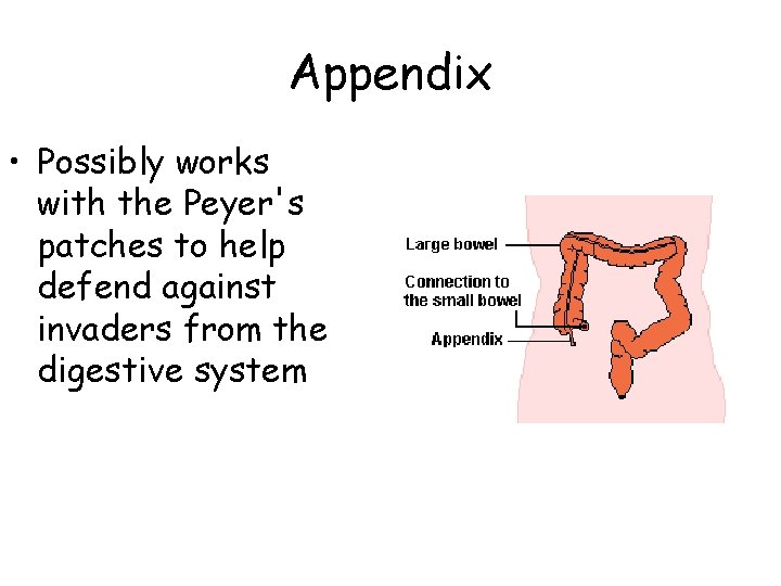 Appendix • Possibly works with the Peyer's patches to help defend against invaders from