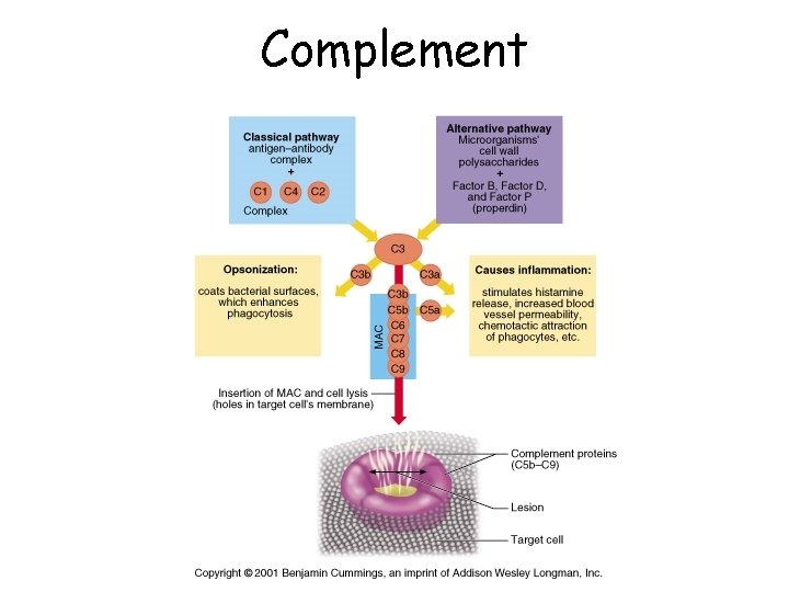 Complement 